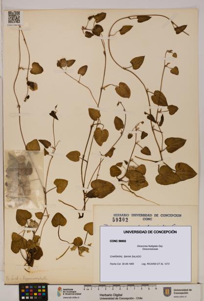 Dioscorea fastigiata [Espécimen: ]