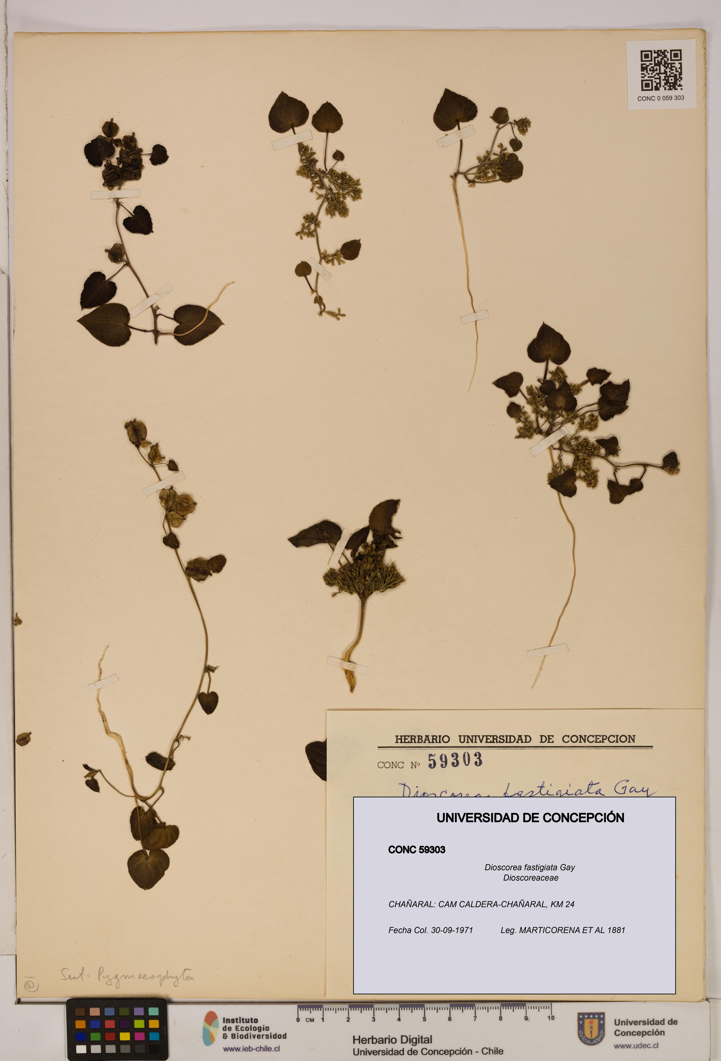 Dioscorea fastigiata [Espécimen: ]