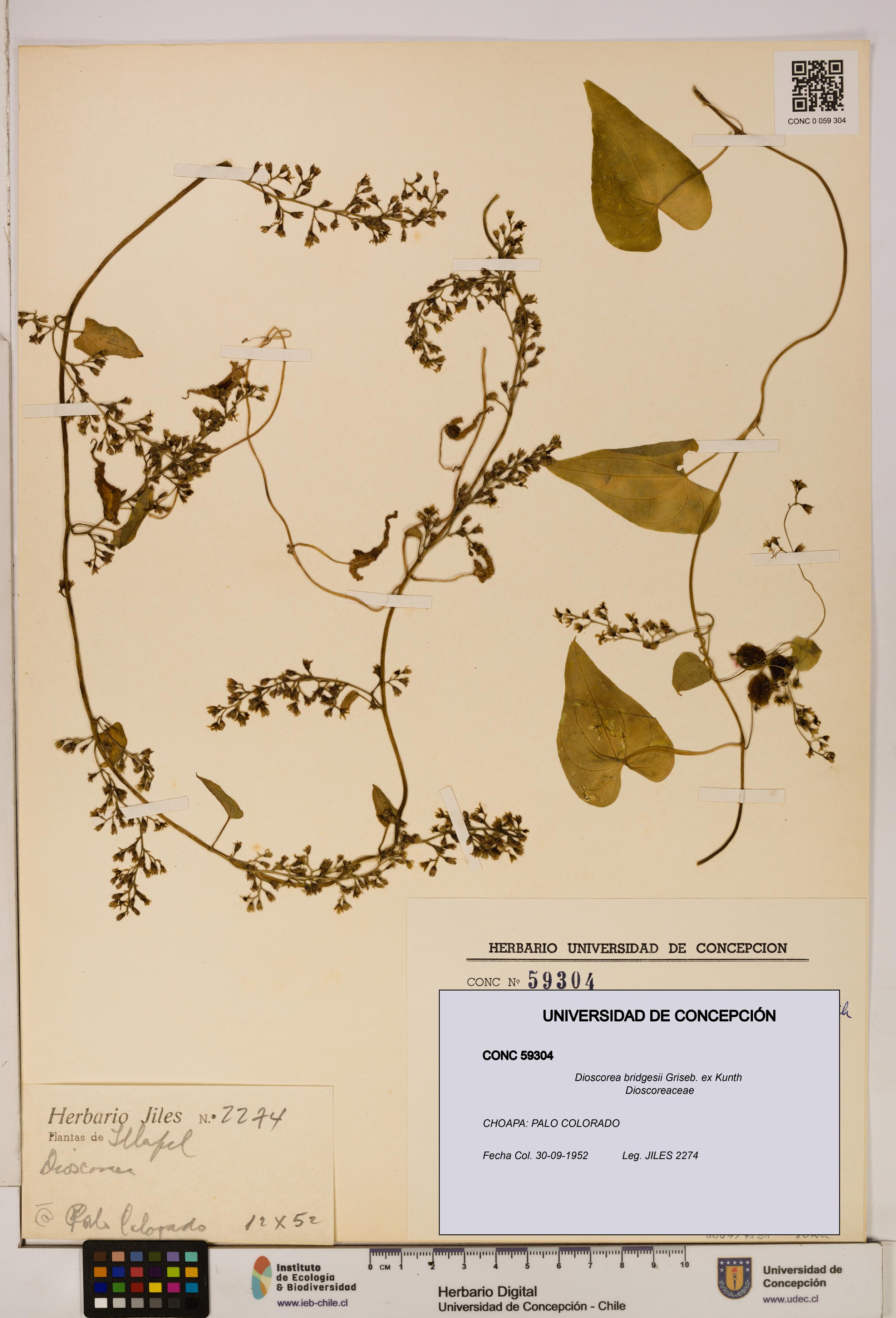 Dioscorea bridgesii [Espécimen: ]