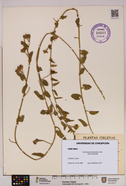 Convolvulus hermanniae [Espécimen: UDEC:CONC:0059441]
