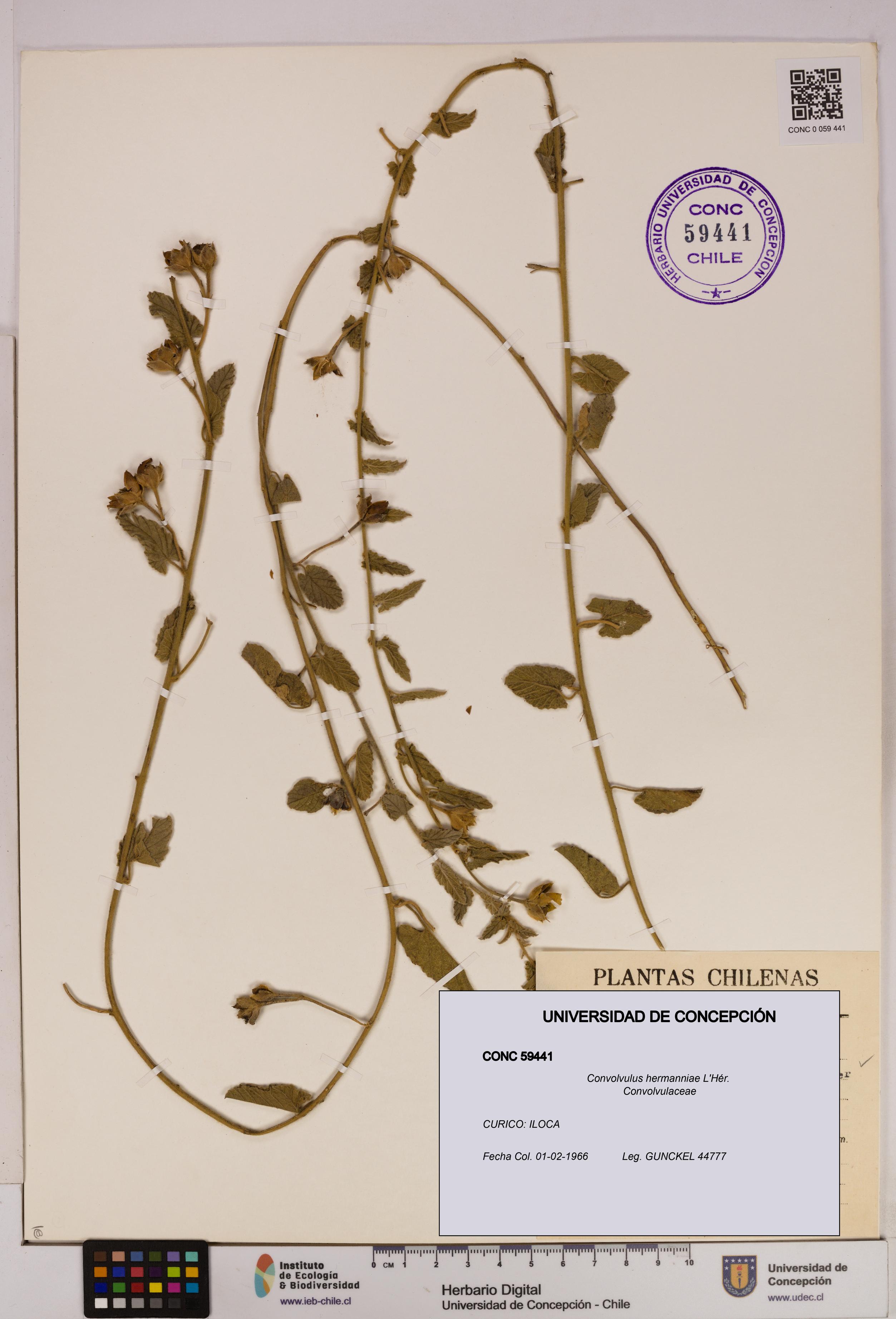 Convolvulus hermanniae [Espécimen: UDEC:CONC:0059441]