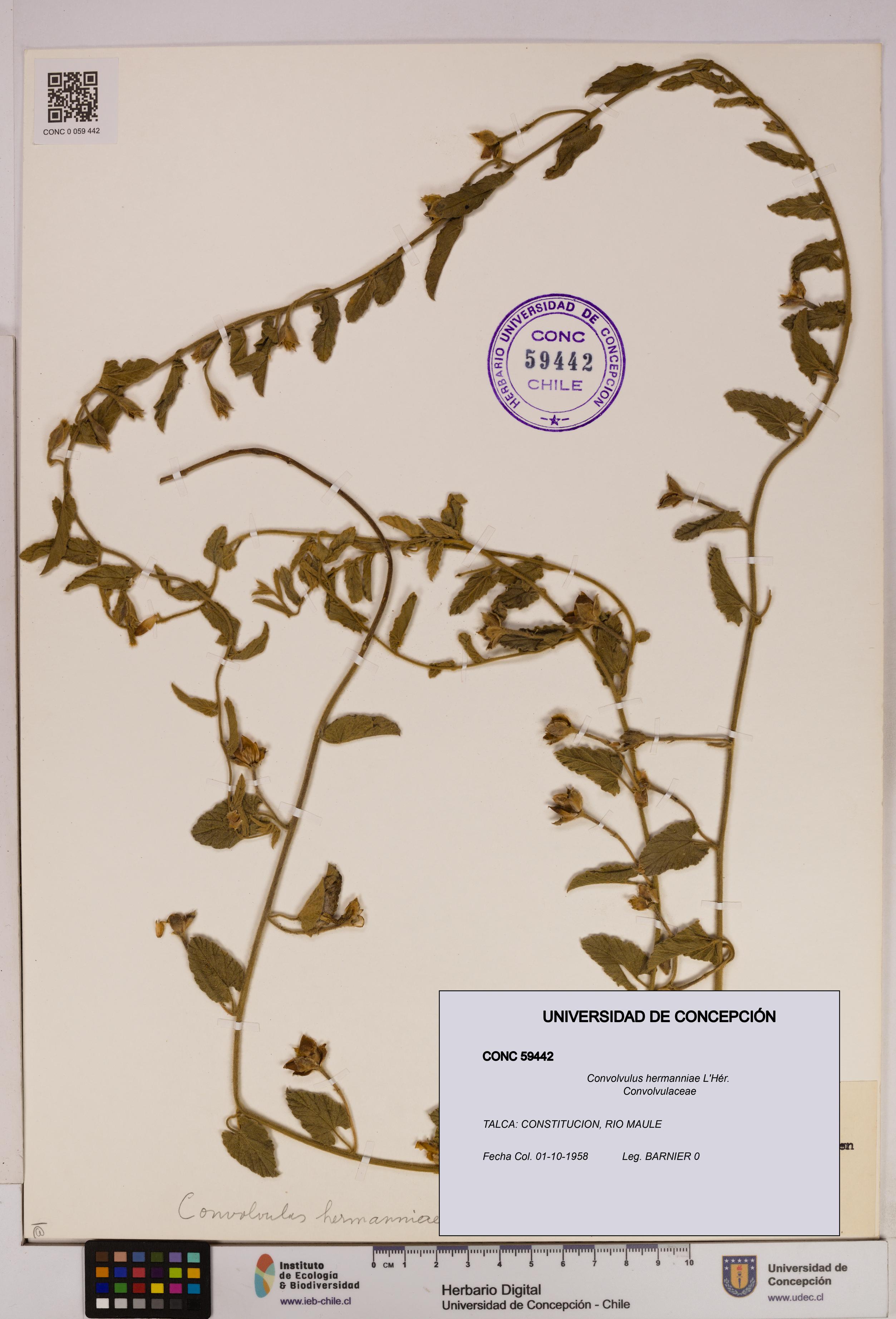 Convolvulus hermanniae [Espécimen: UDEC:CONC:0059442]