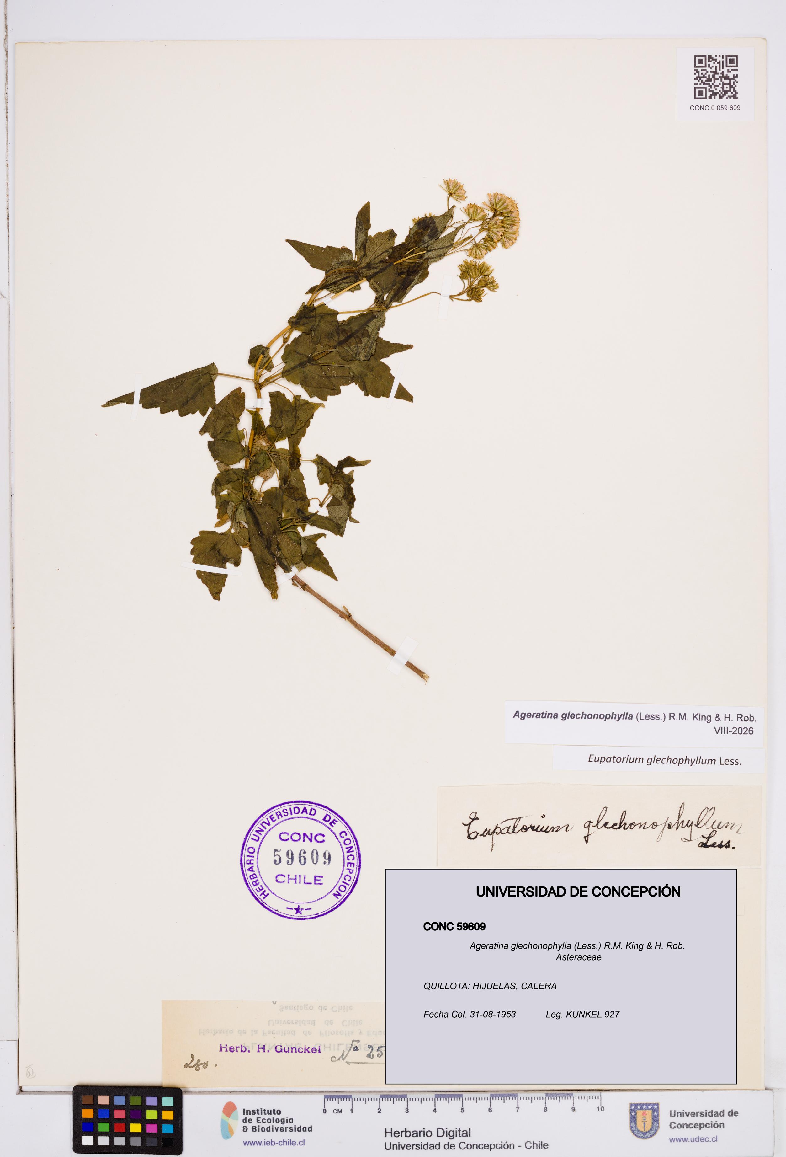 Ageratina glechonophylla [Espécimen: ]