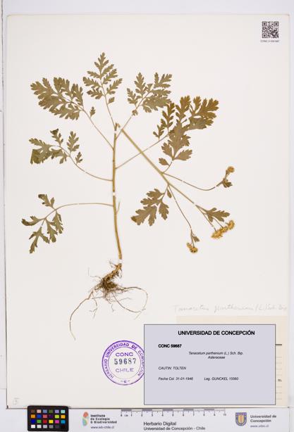 Tanacetum parthenium [Espécimen: ]