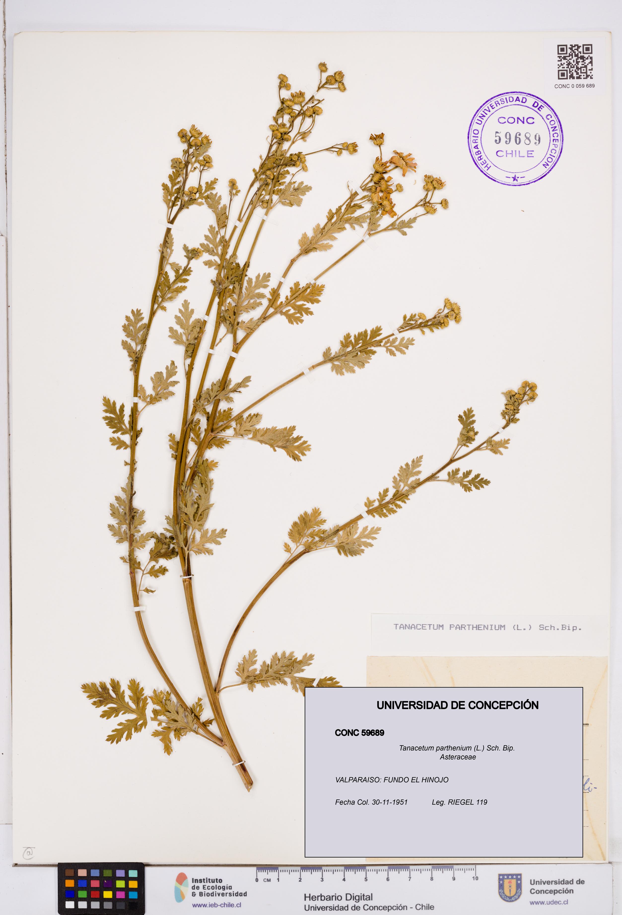 Tanacetum parthenium [Espécimen: ]