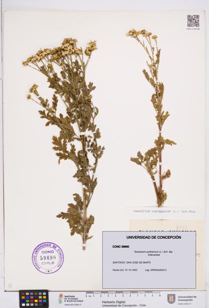 Tanacetum parthenium [Espécimen: ]