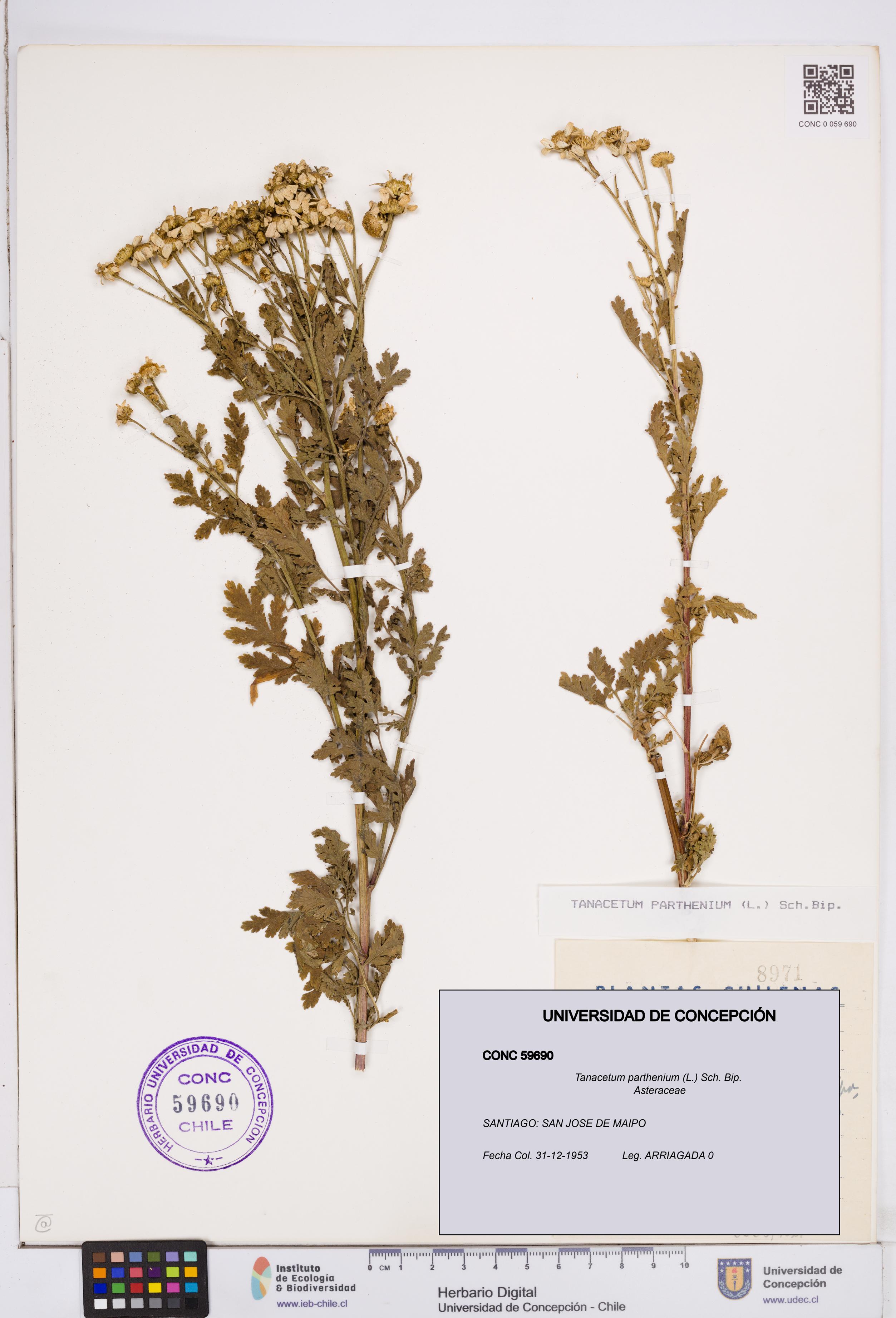 Tanacetum parthenium [Espécimen: ]