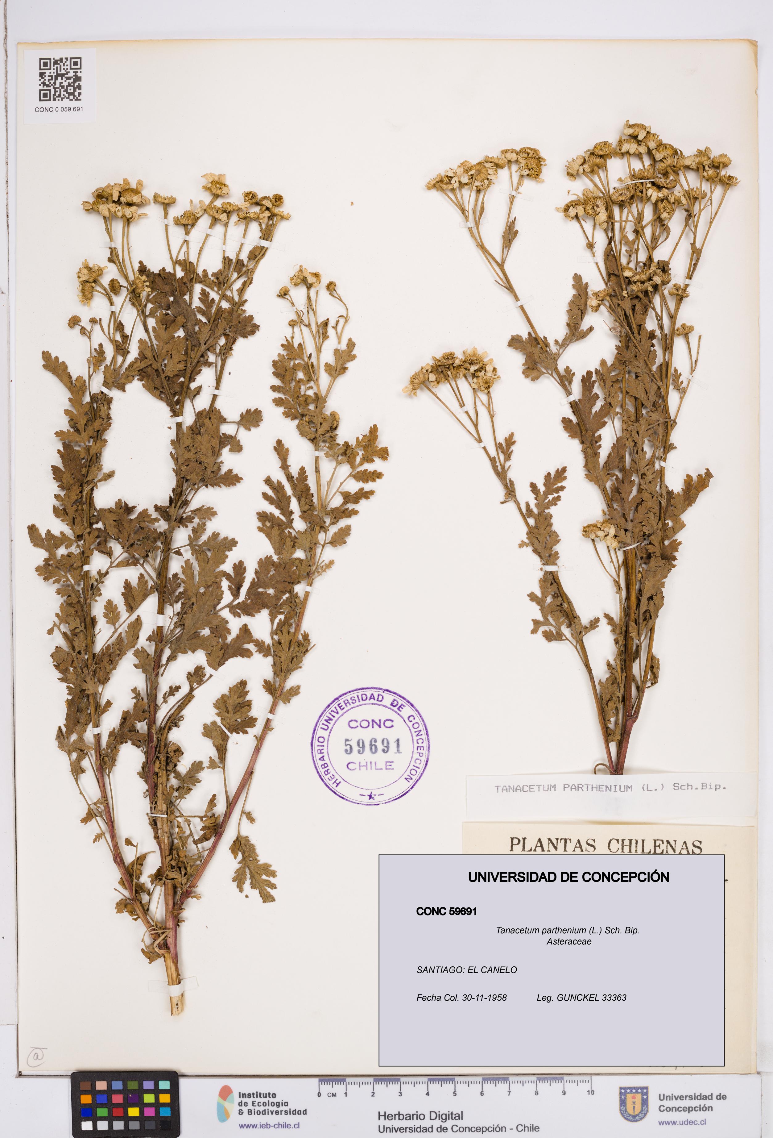Tanacetum parthenium [Espécimen: ]