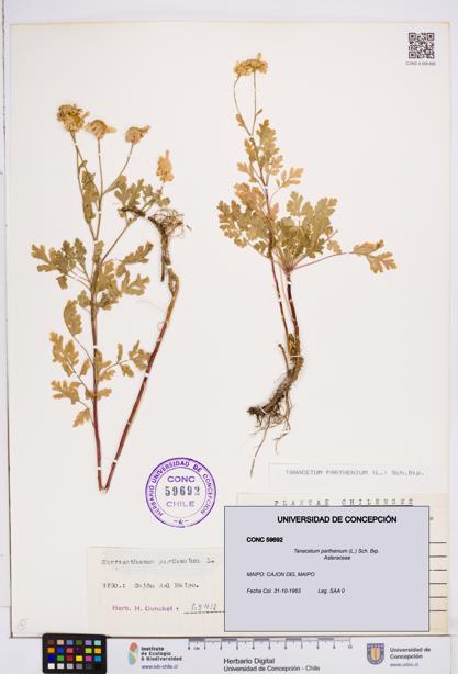 Tanacetum parthenium [Espécimen: ]