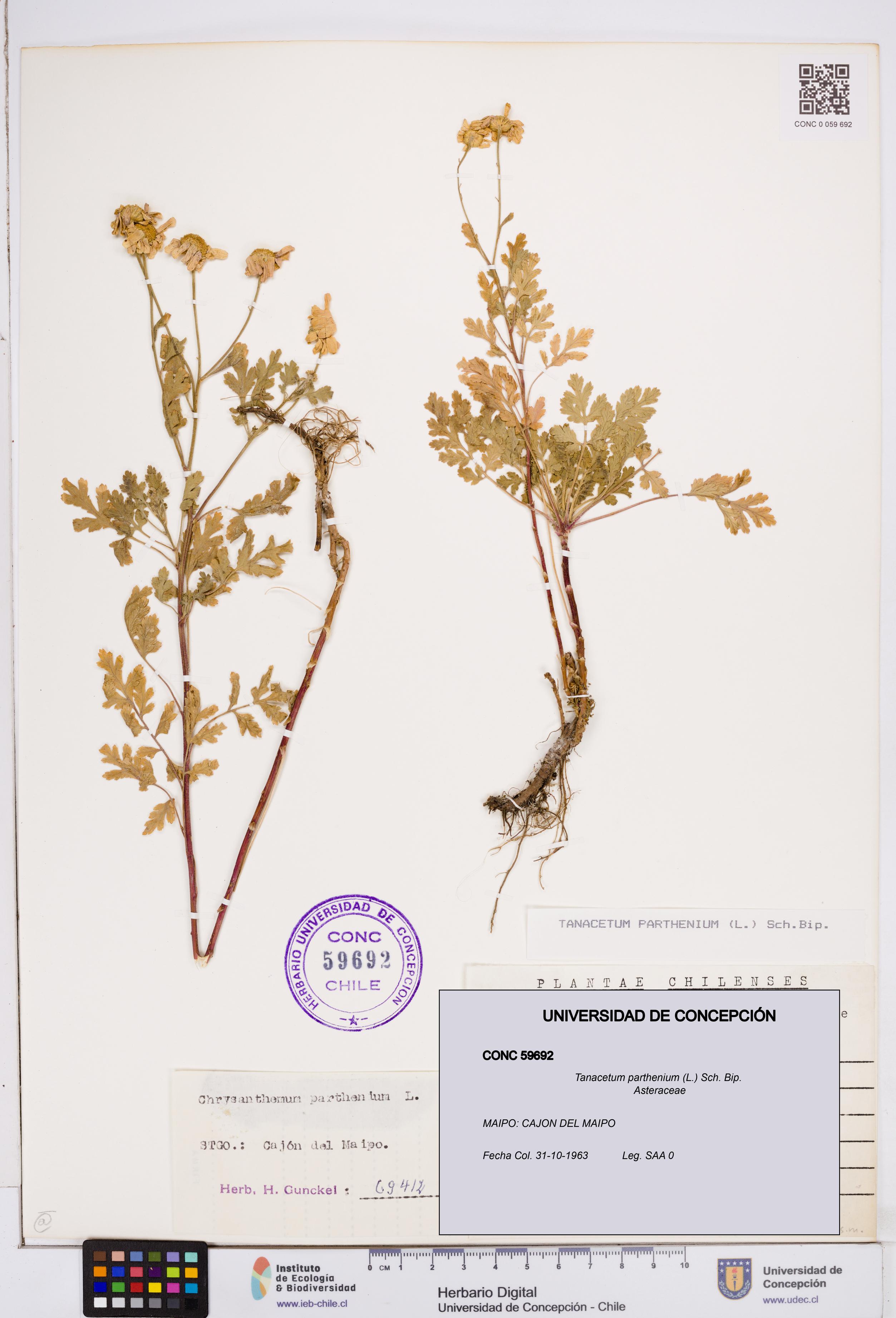 Tanacetum parthenium [Espécimen: ]