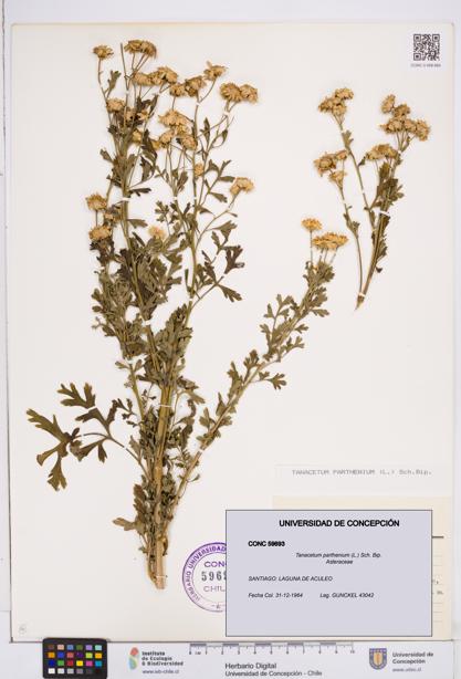 Tanacetum parthenium [Espécimen: ]
