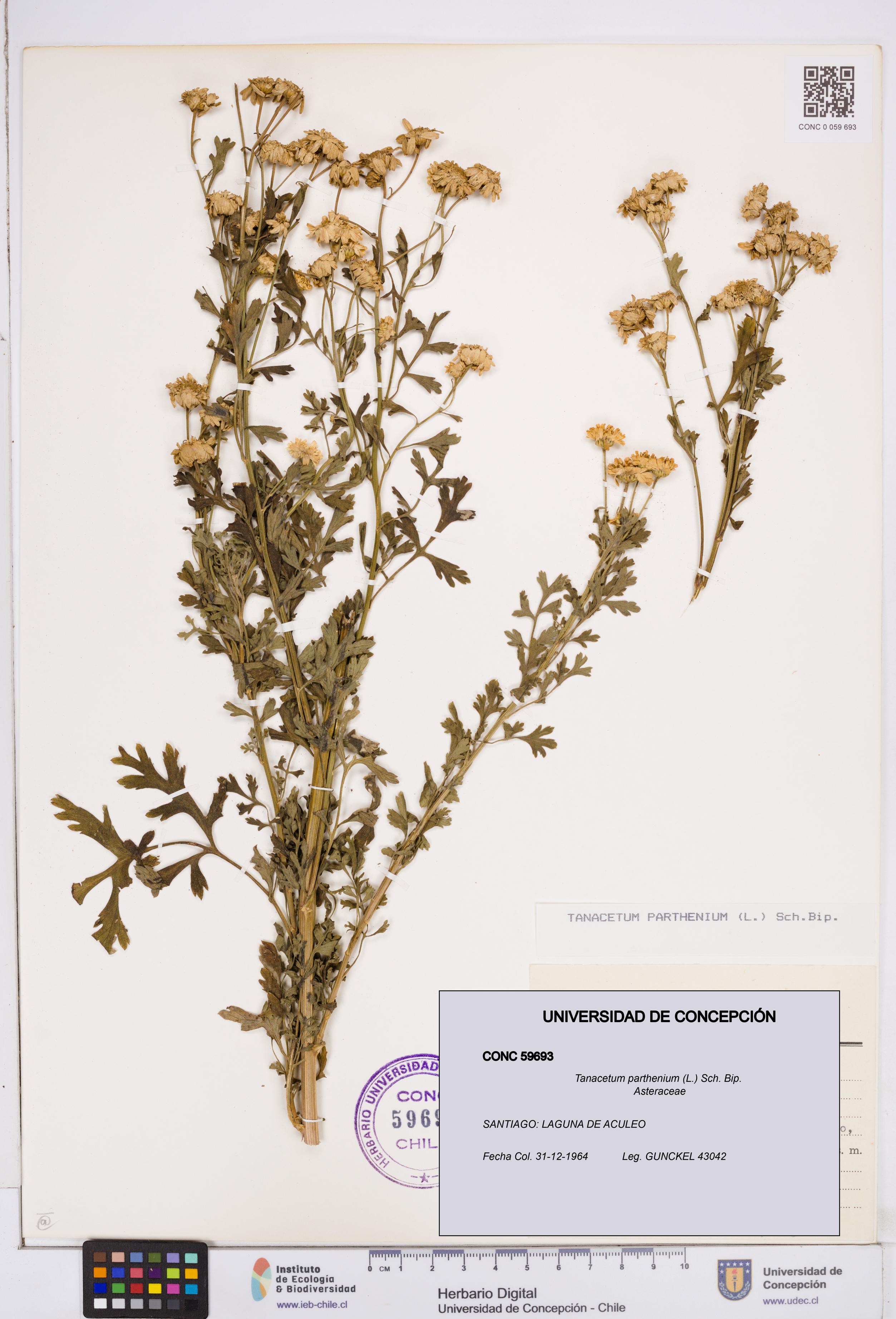 Tanacetum parthenium [Espécimen: ]