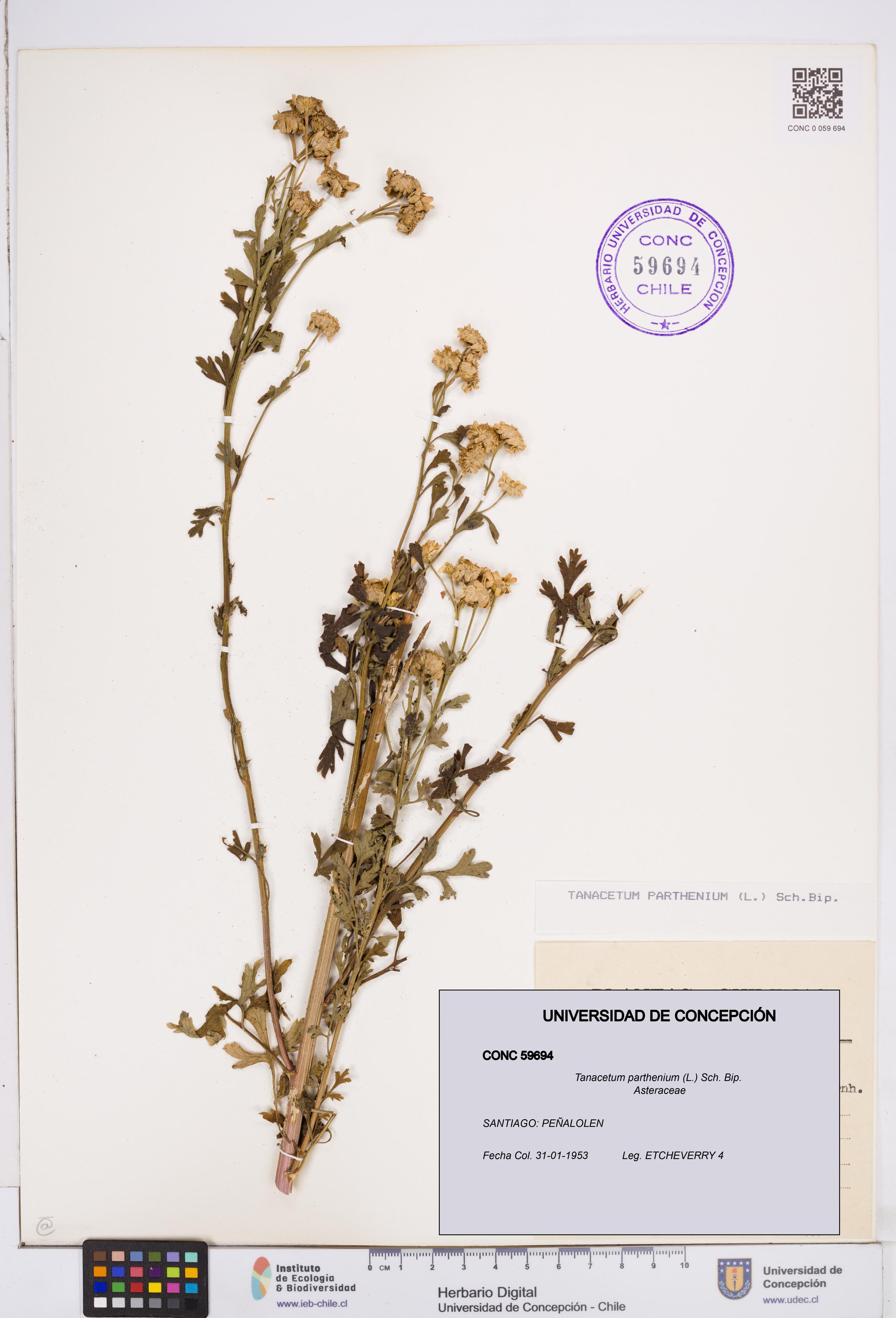 Tanacetum parthenium [Espécimen: ]