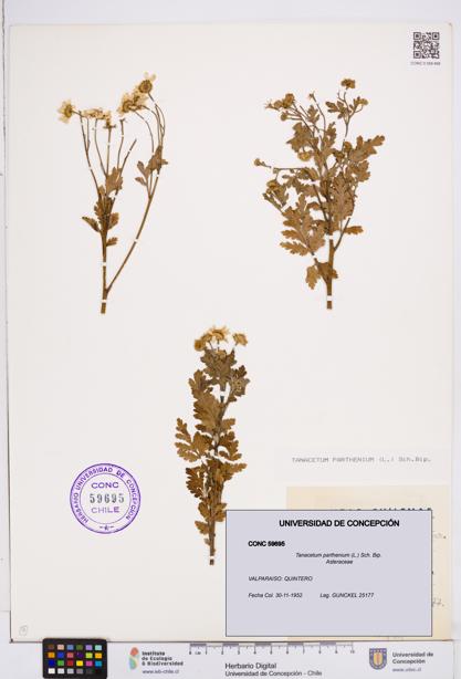 Tanacetum parthenium [Espécimen: ]