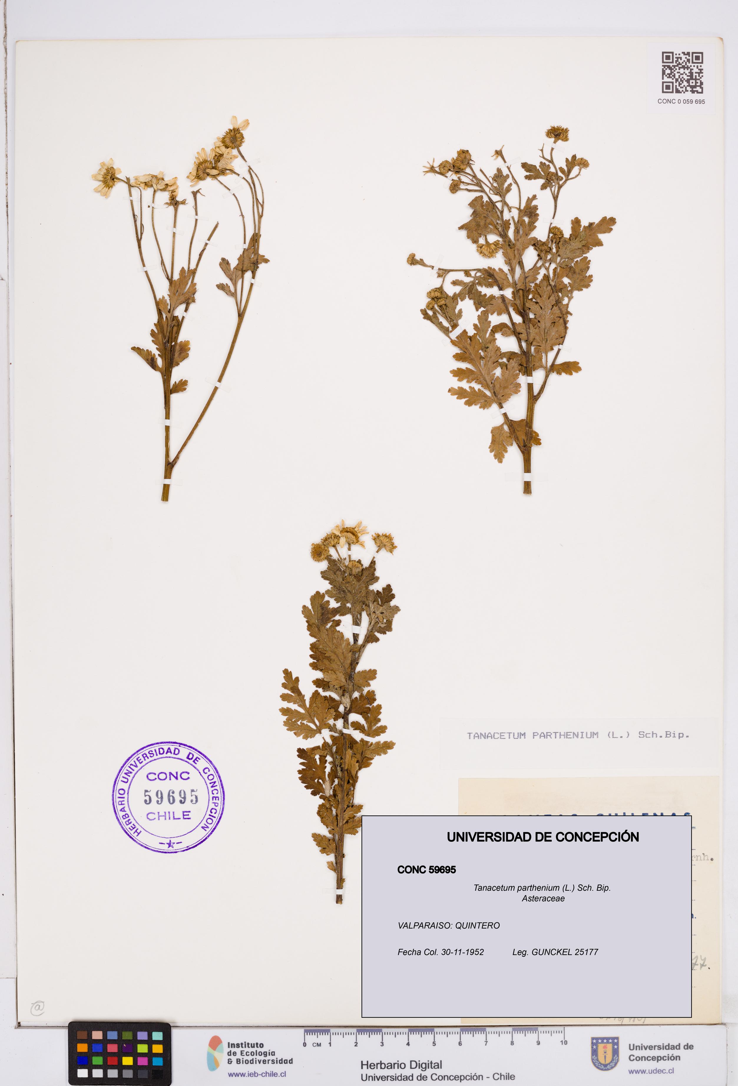 Tanacetum parthenium [Espécimen: ]