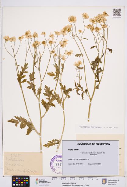 Tanacetum parthenium [Espécimen: ]