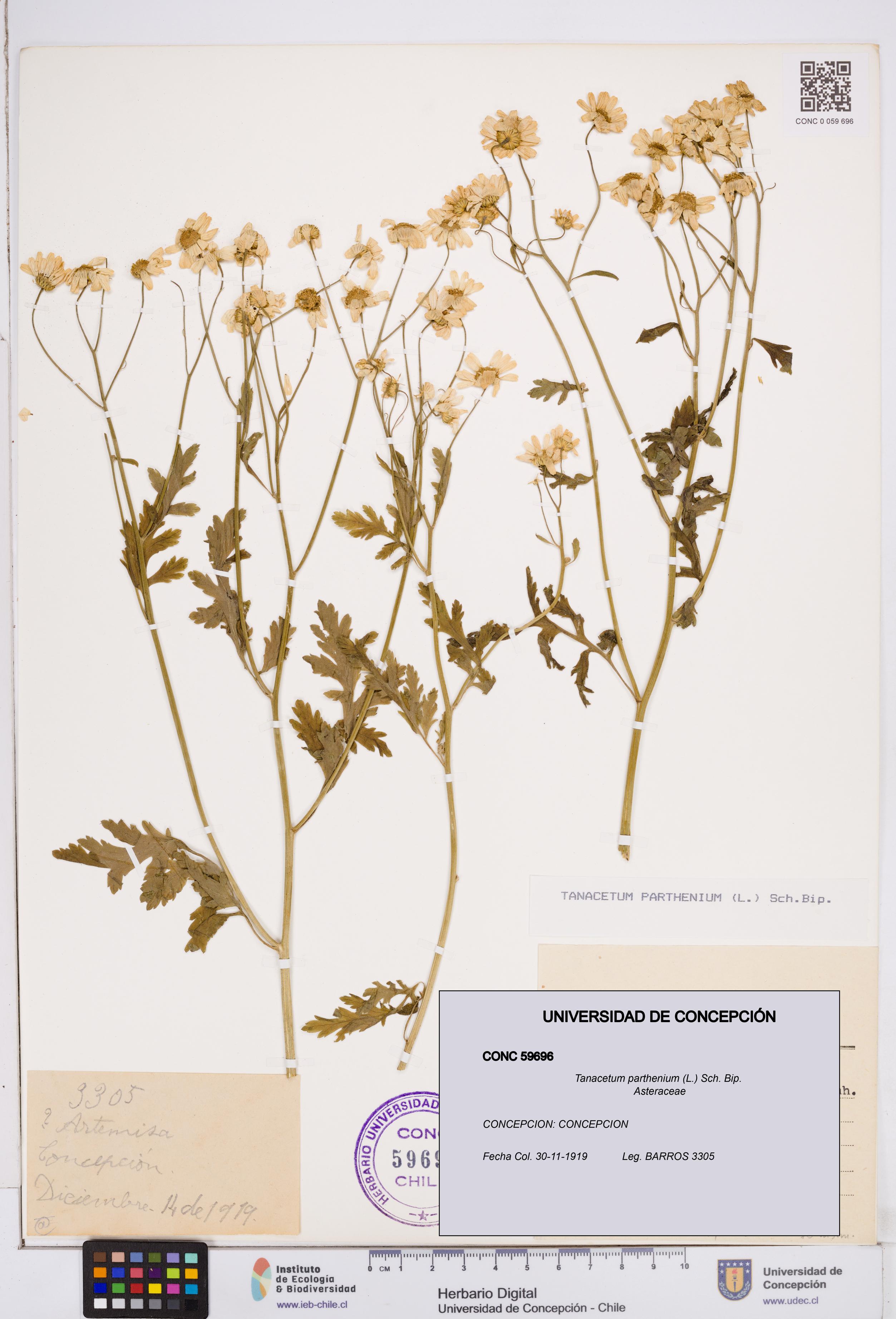 Tanacetum parthenium [Espécimen: ]