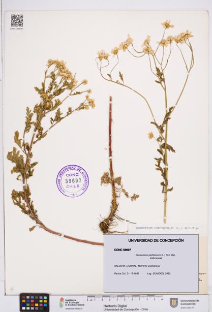 Tanacetum parthenium [Espécimen: ]