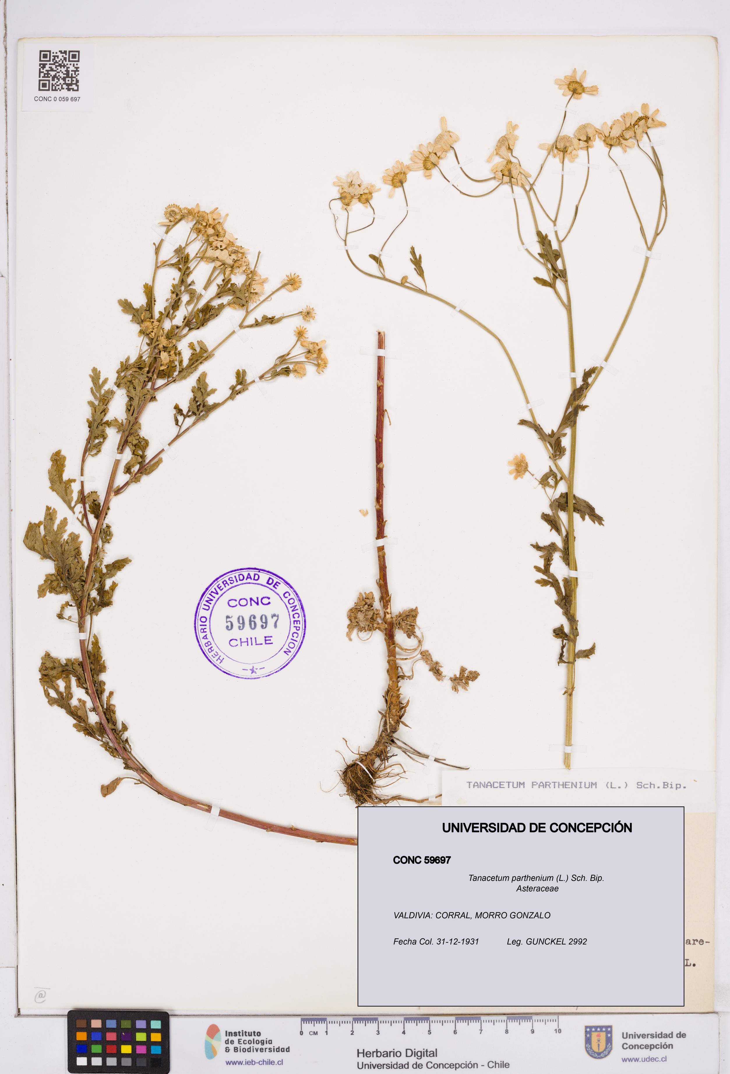 Tanacetum parthenium [Espécimen: ]