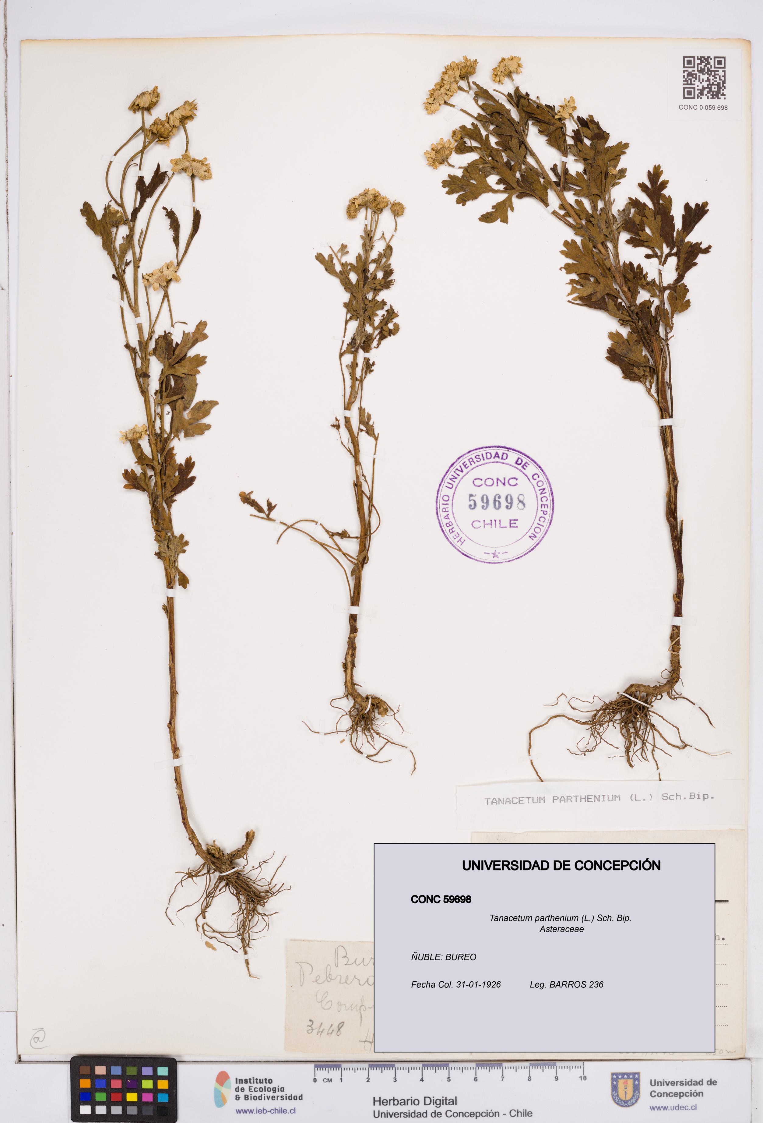 Tanacetum parthenium [Espécimen: ]