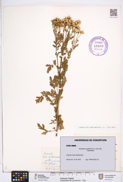 Tanacetum parthenium [Espécimen: ]