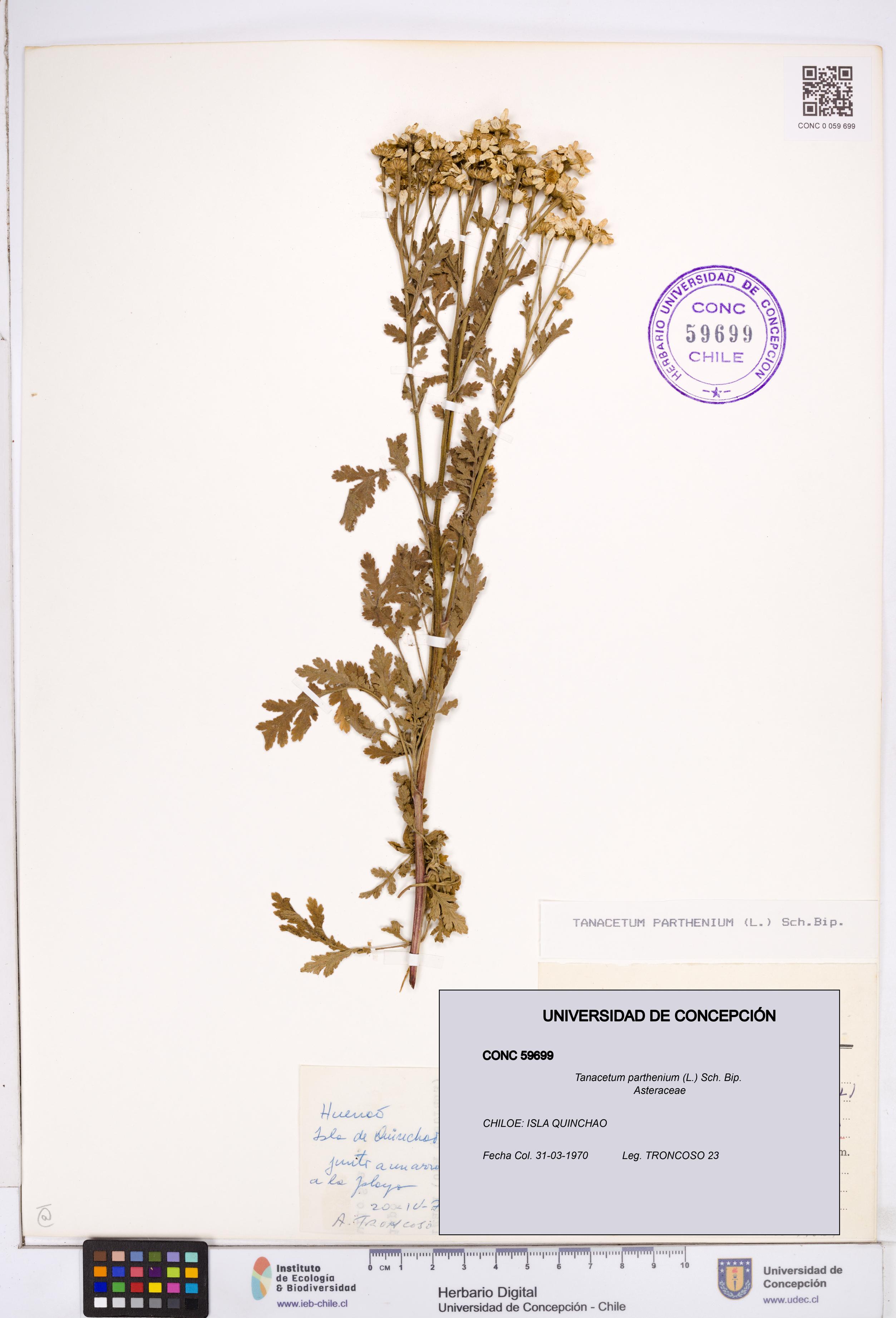 Tanacetum parthenium [Espécimen: ]