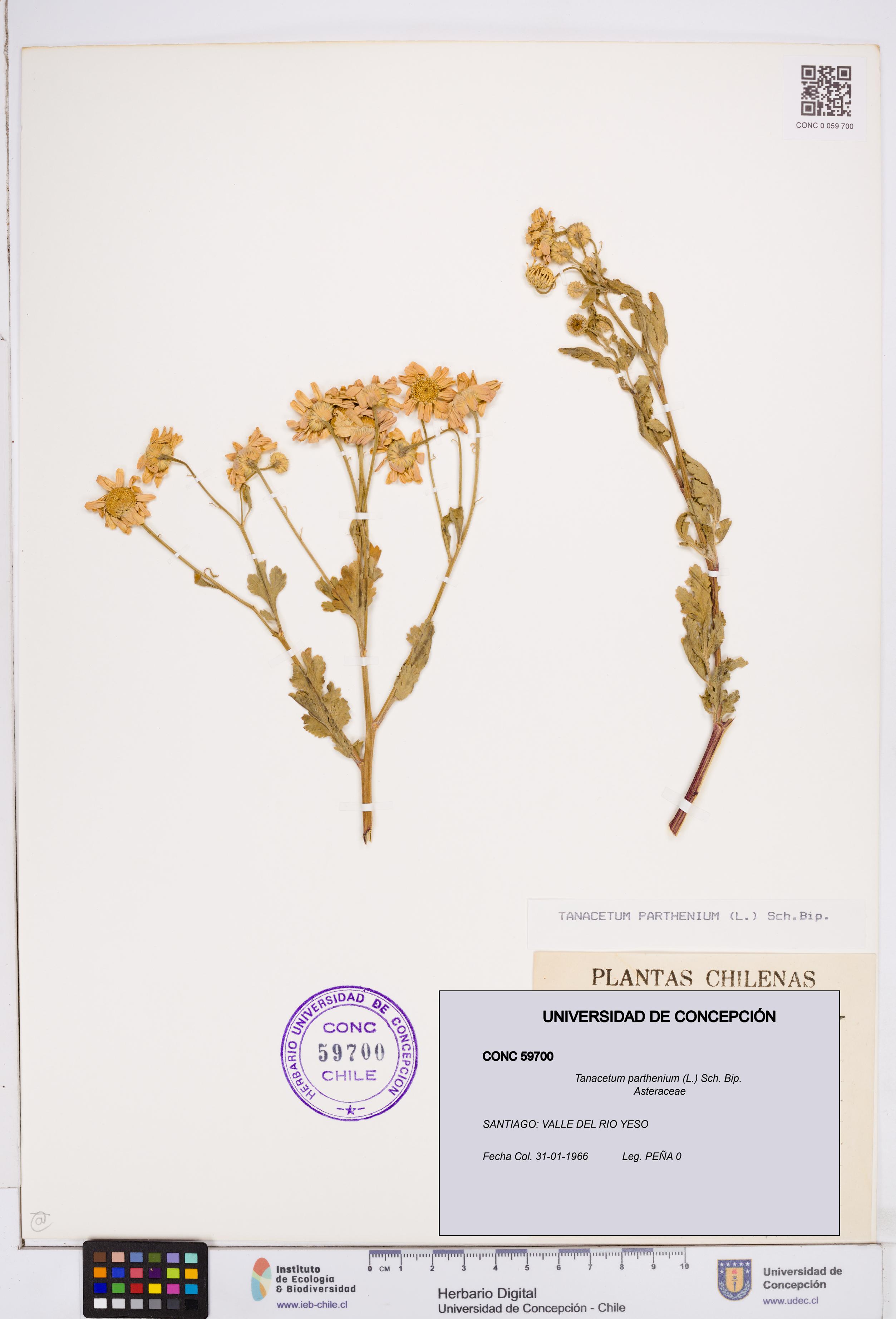 Tanacetum parthenium [Espécimen: ]