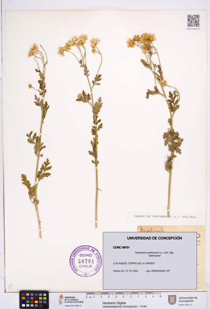 Tanacetum parthenium [Espécimen: ]