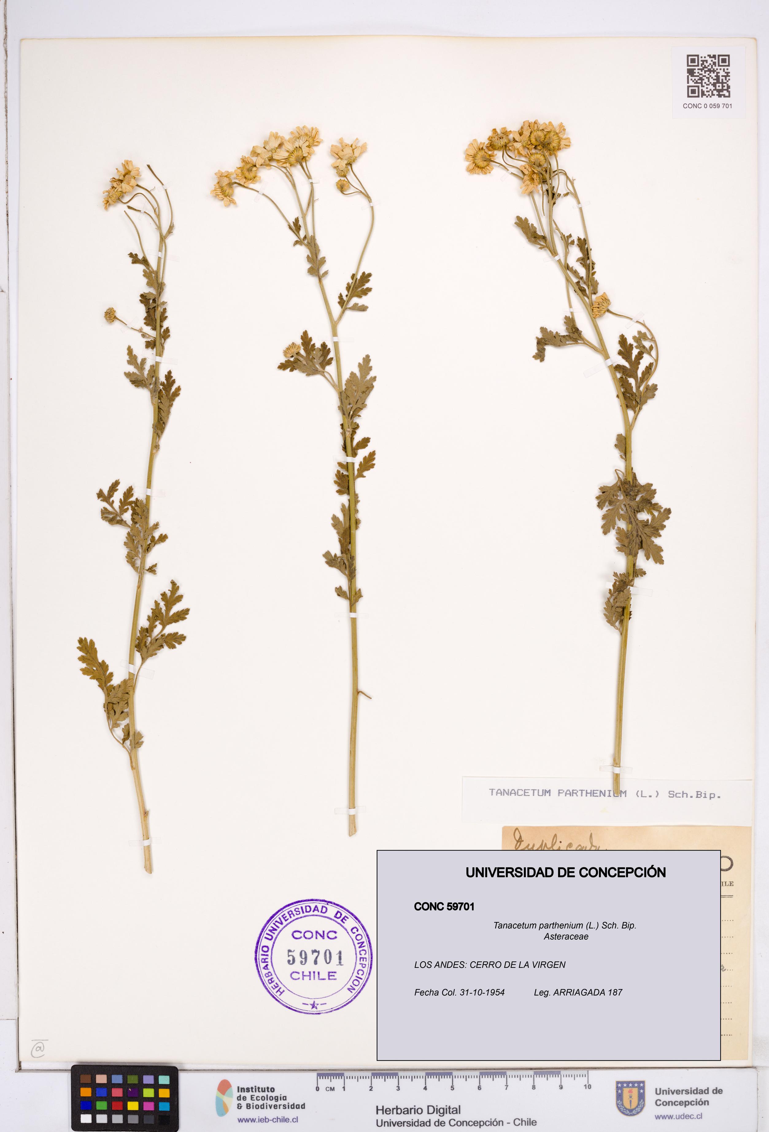 Tanacetum parthenium [Espécimen: ]