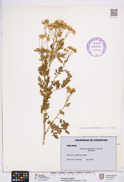 Tanacetum parthenium [Espécimen: ]