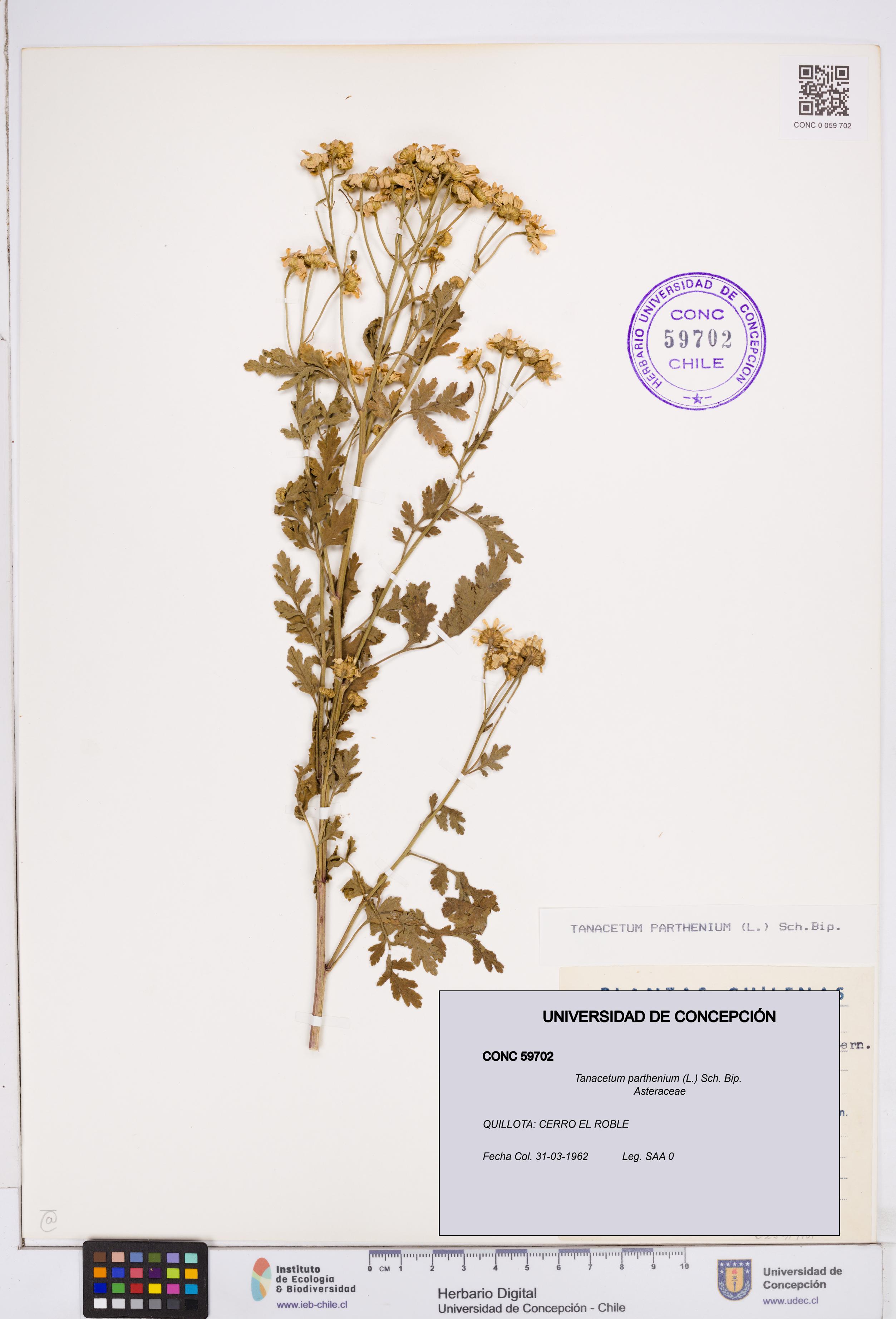 Tanacetum parthenium [Espécimen: ]