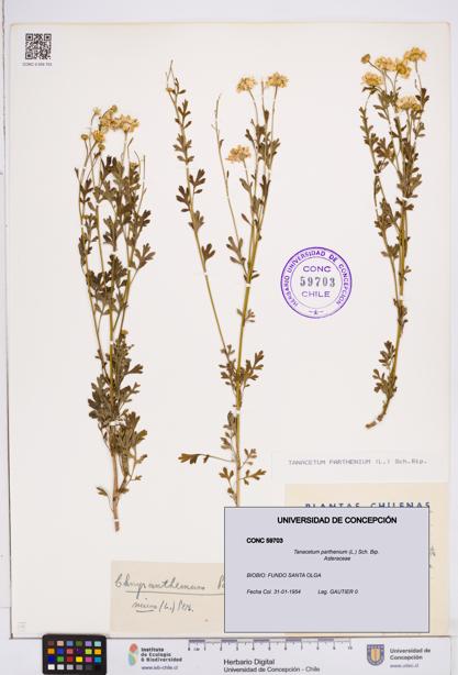Tanacetum parthenium [Espécimen: ]