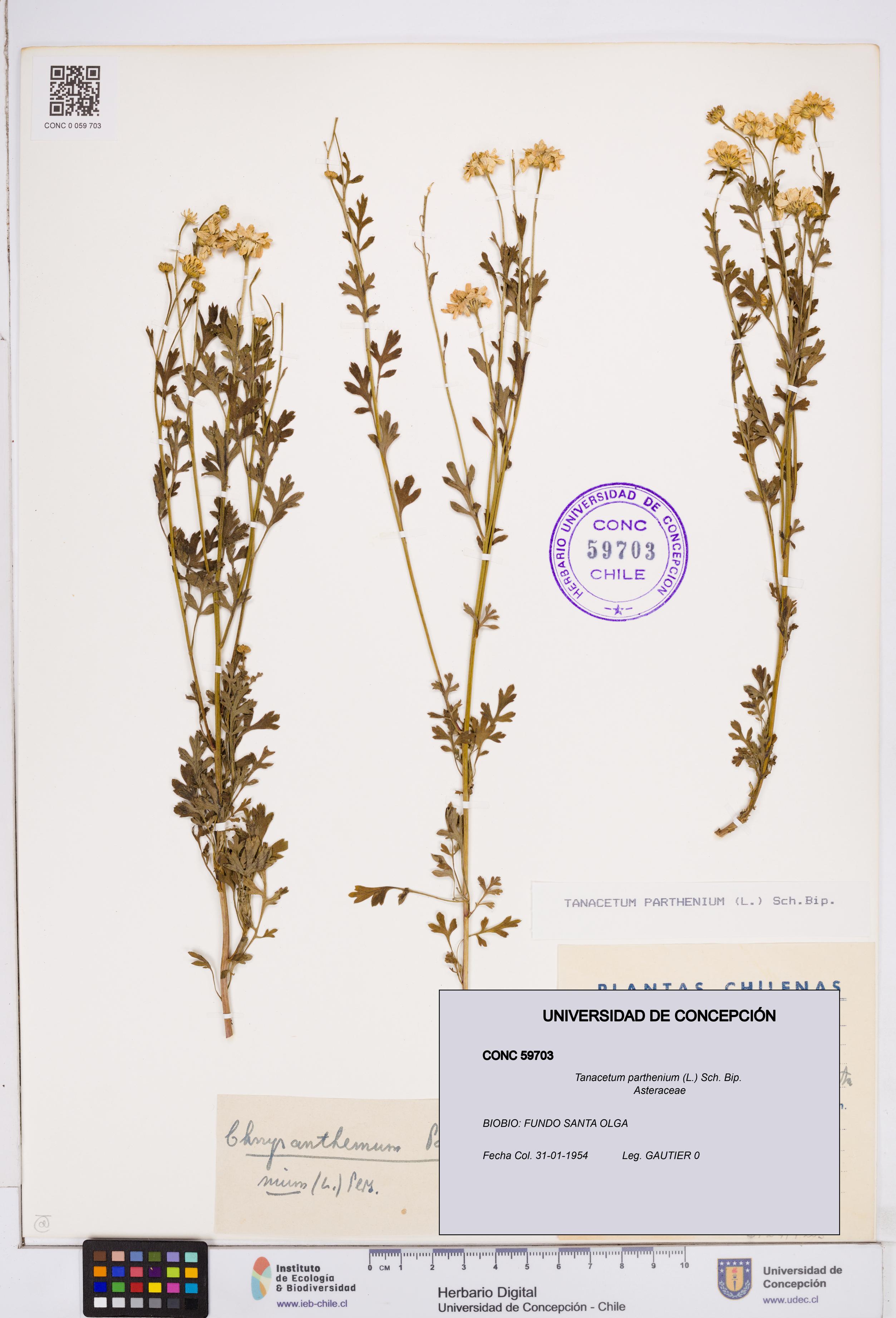 Tanacetum parthenium [Espécimen: ]