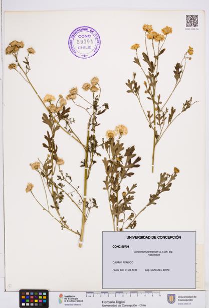 Tanacetum parthenium [Espécimen: ]