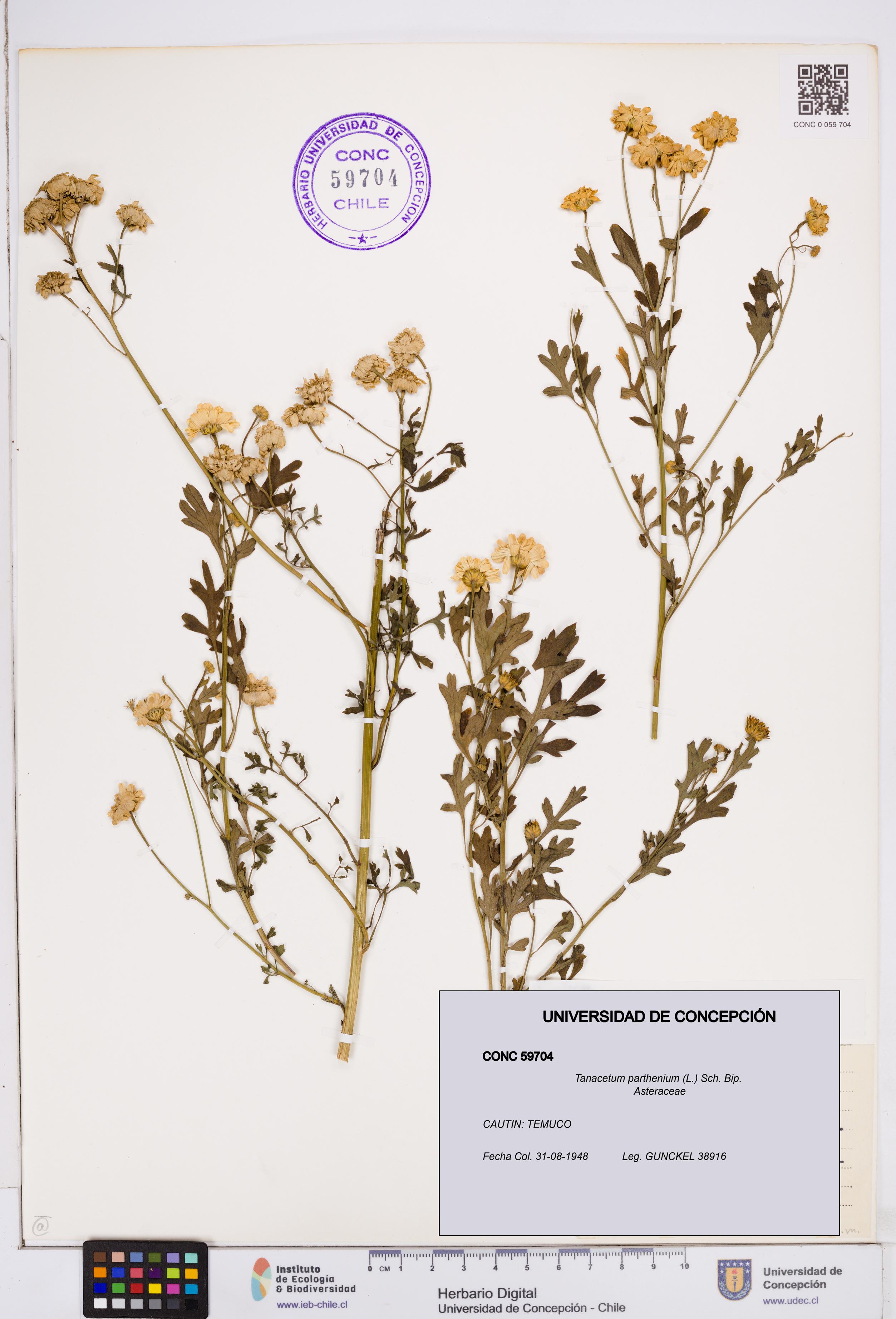 Tanacetum parthenium [Espécimen: ]