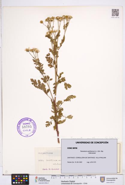 Tanacetum parthenium [Espécimen: ]