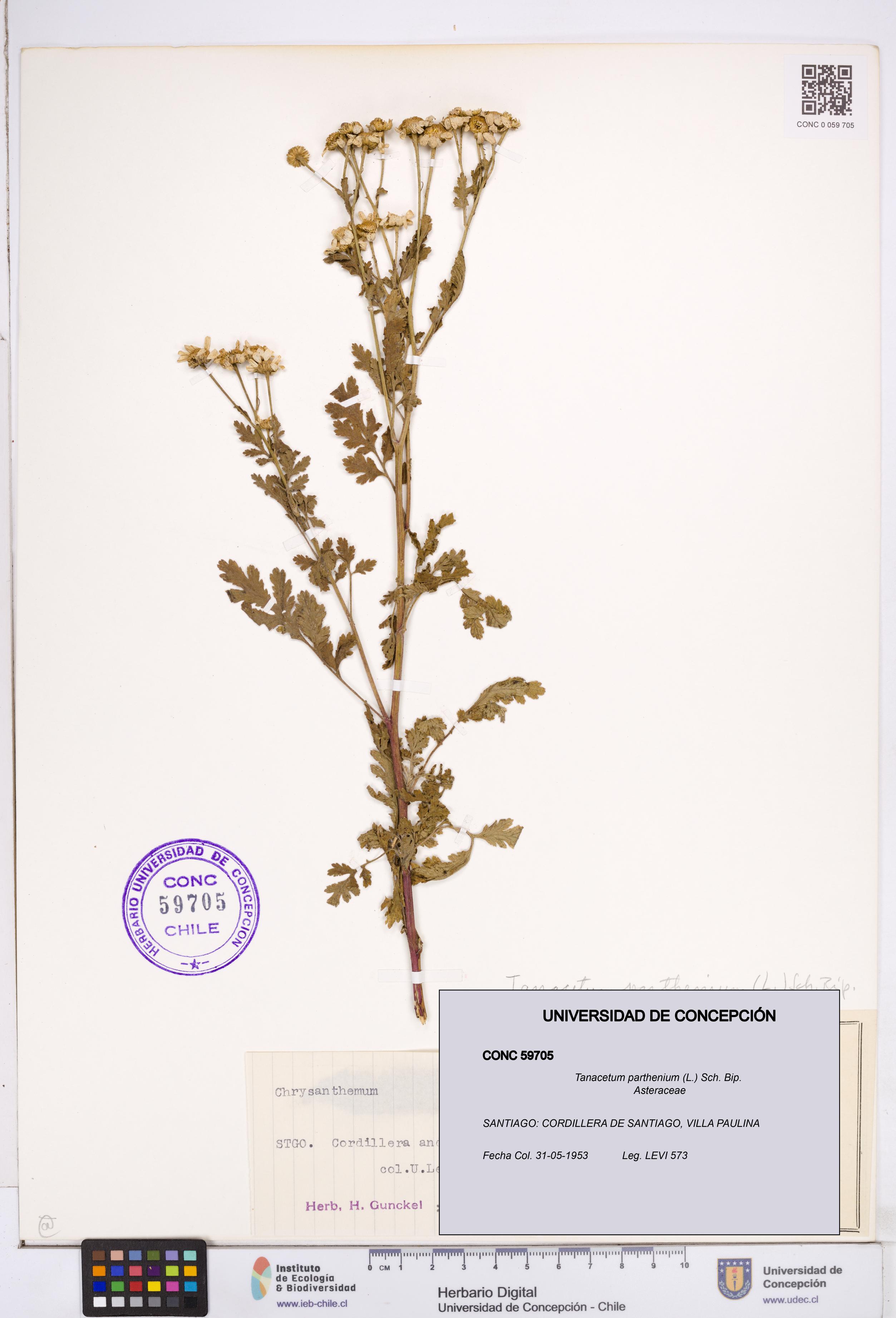 Tanacetum parthenium [Espécimen: ]