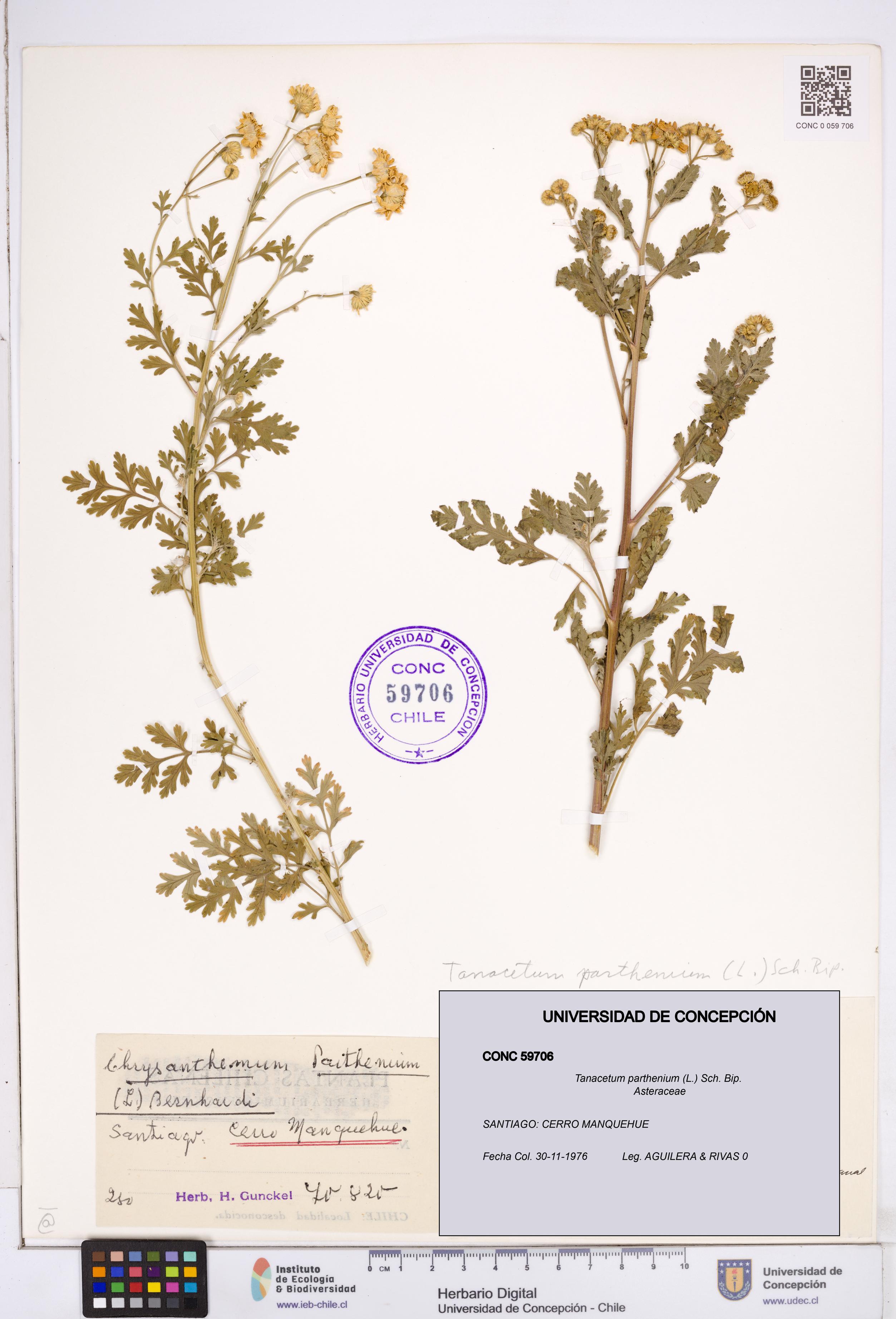 Tanacetum parthenium [Espécimen: ]