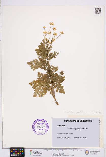Tanacetum parthenium [Espécimen: ]
