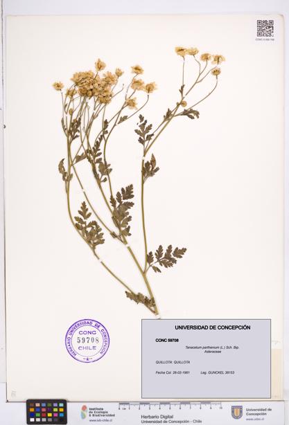 Tanacetum parthenium [Espécimen: ]