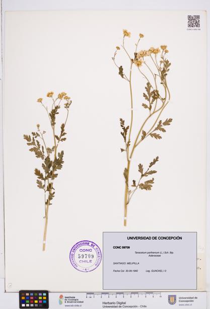 Tanacetum parthenium [Espécimen: ]