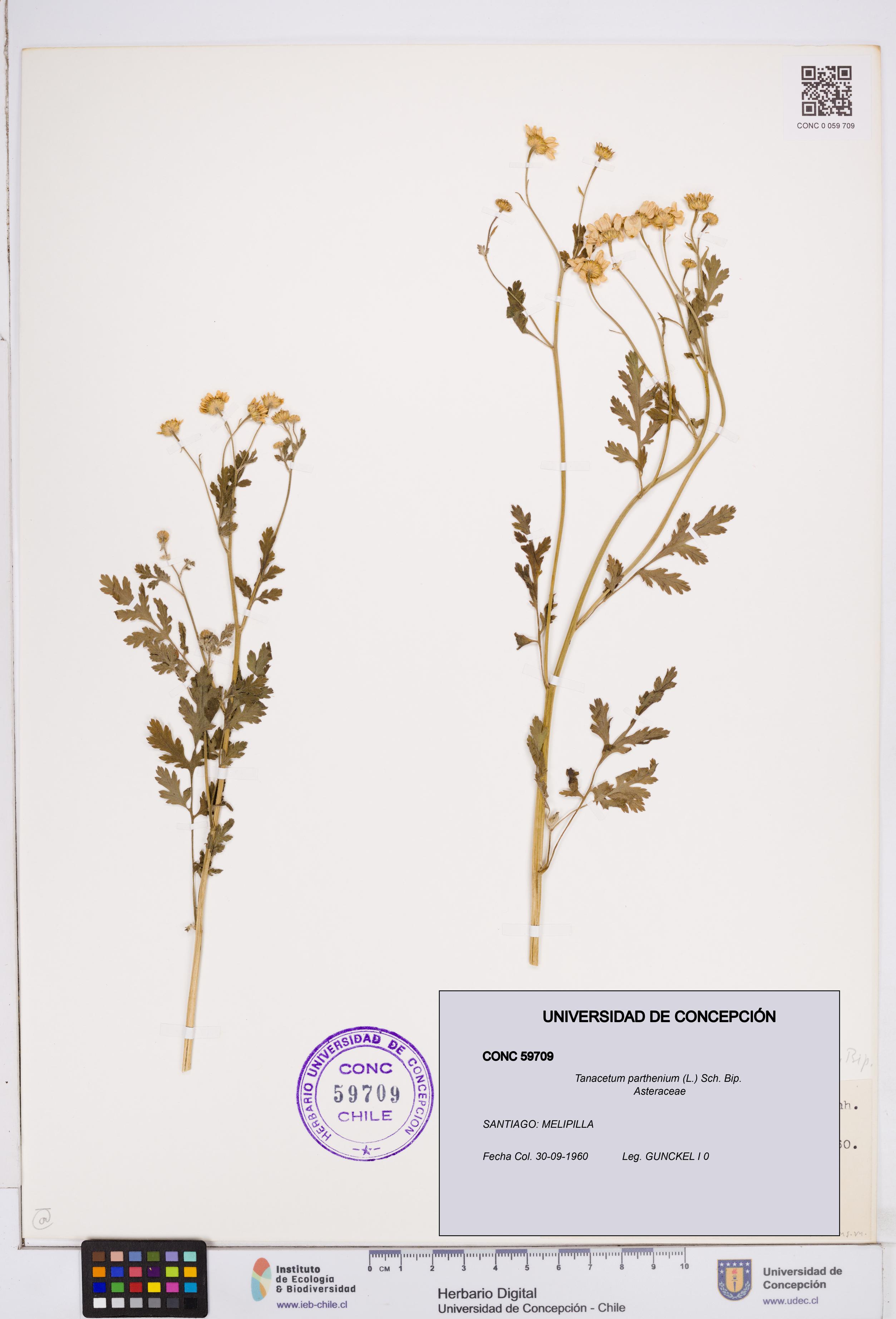 Tanacetum parthenium [Espécimen: ]