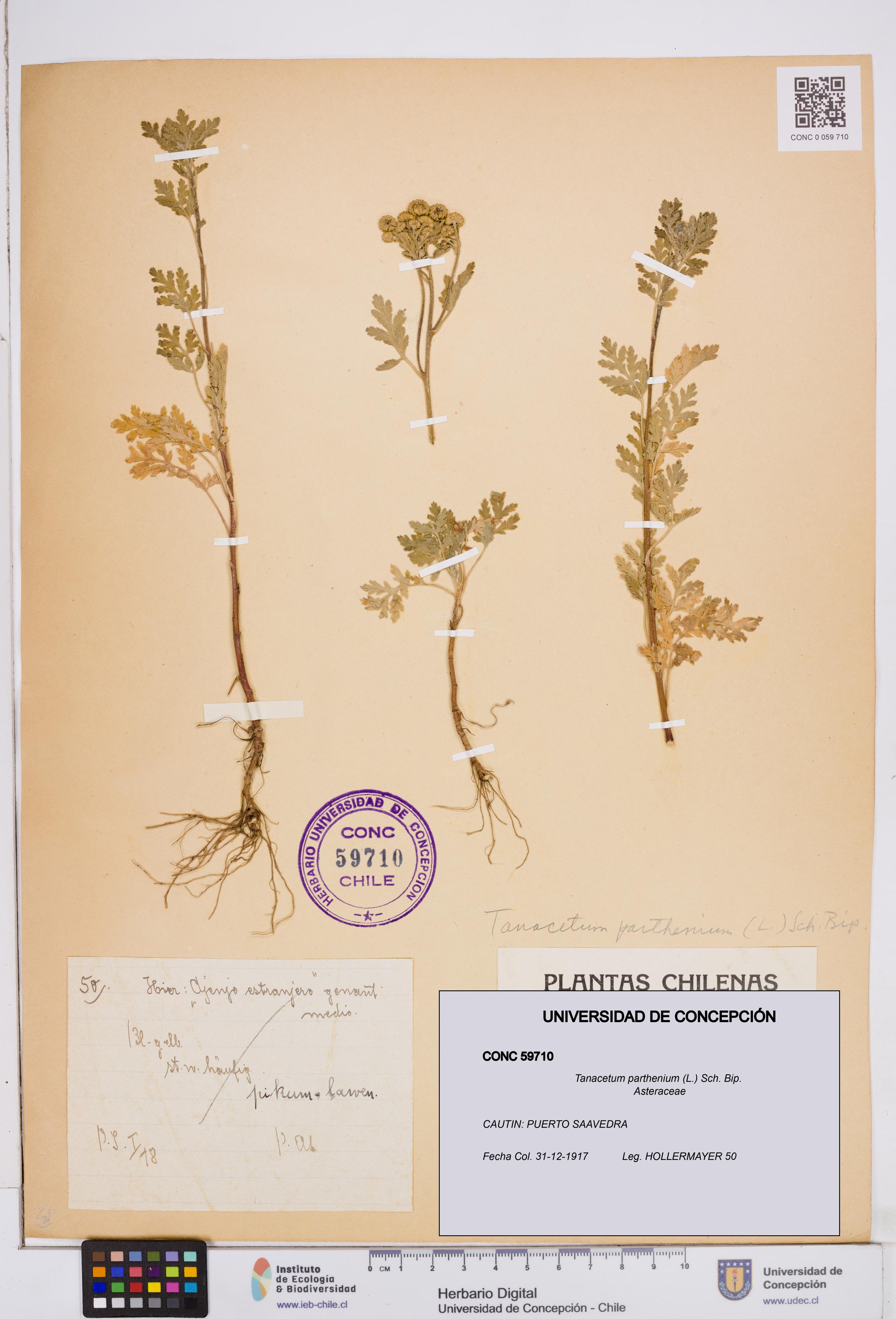 Tanacetum parthenium [Espécimen: ]
