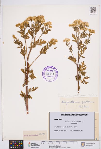 Tanacetum parthenium [Espécimen: ]