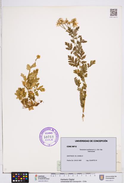Tanacetum parthenium [Espécimen: ]