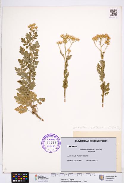 Tanacetum parthenium [Espécimen: ]