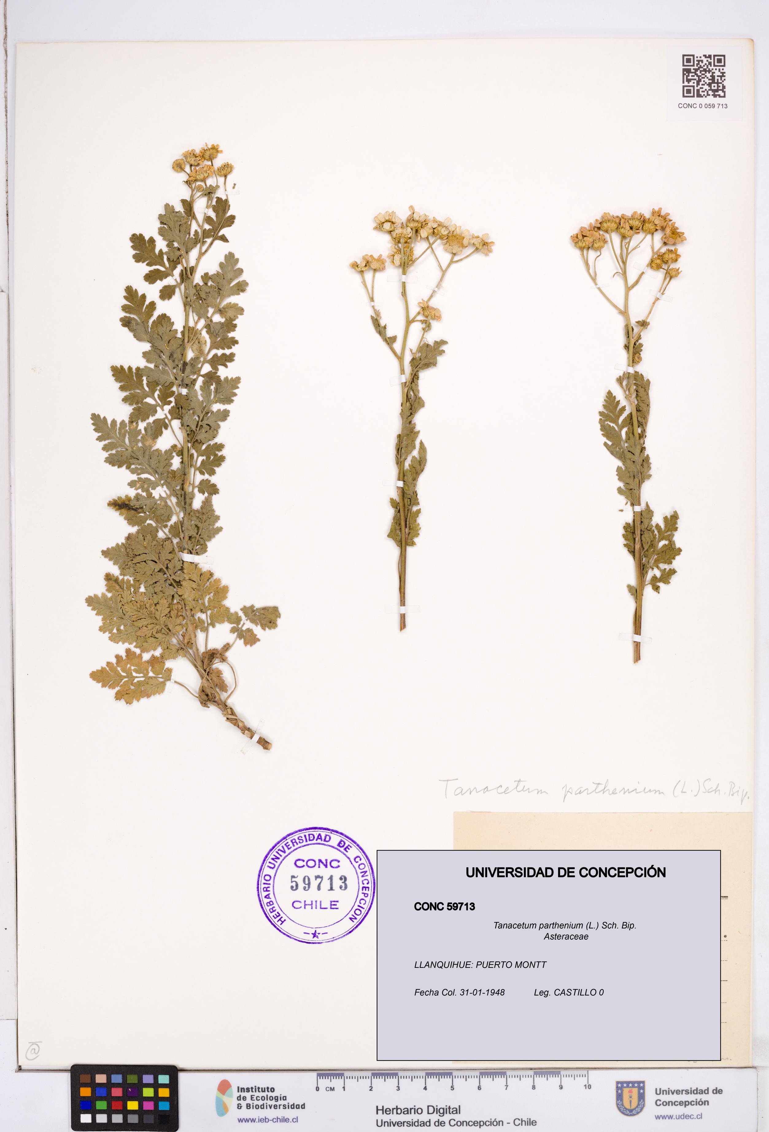 Tanacetum parthenium [Espécimen: ]