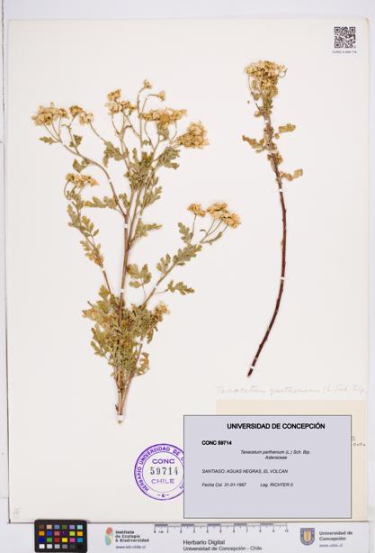Tanacetum parthenium [Espécimen: ]