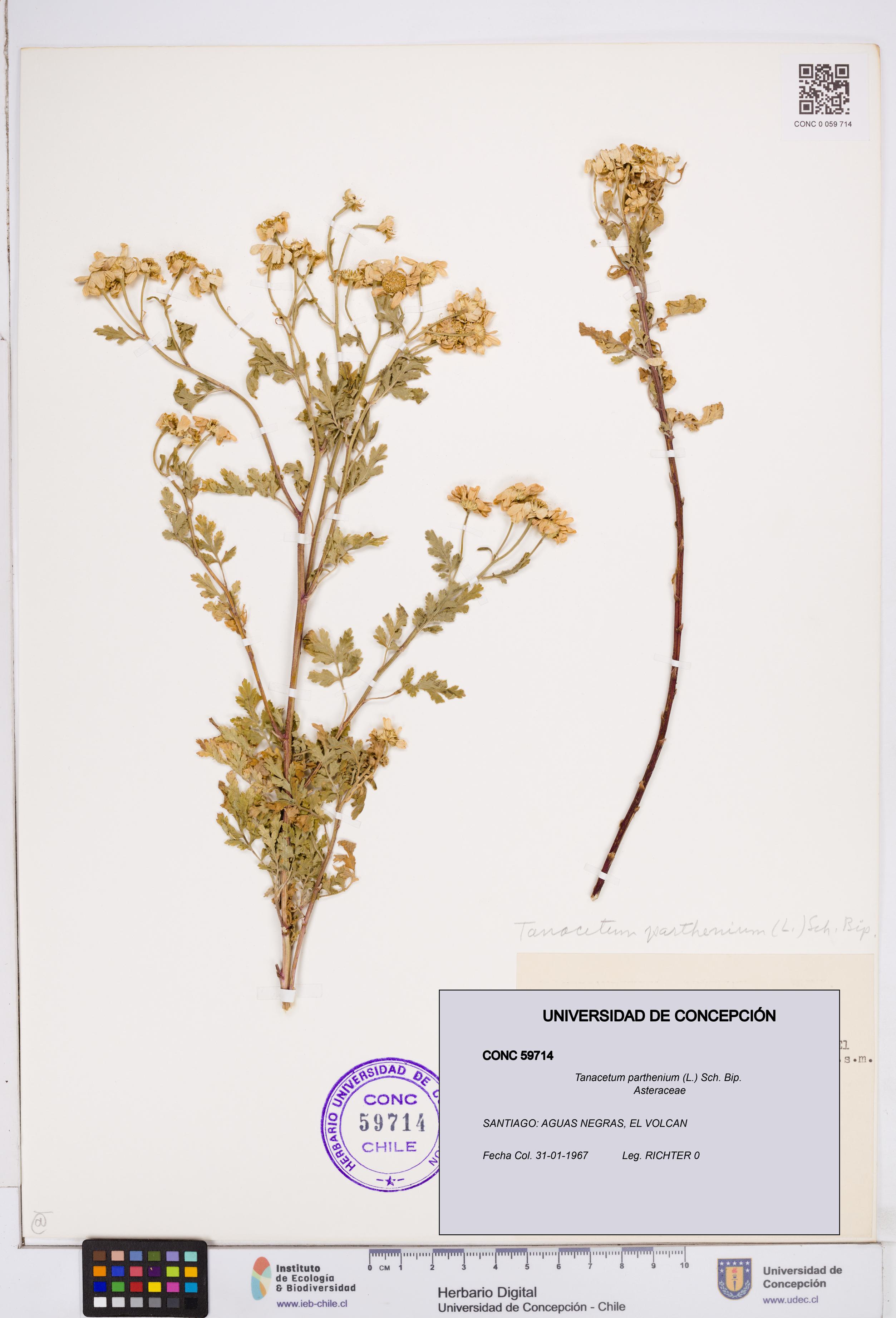 Tanacetum parthenium [Espécimen: ]