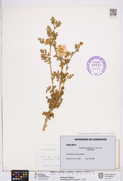 Tanacetum parthenium [Espécimen: ]